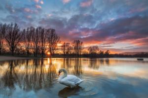 Swan in sunset lake wallpaper thumb