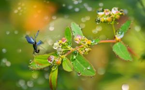 Plants, branches, leaves, water drops, dew, dragonfly wallpaper thumb