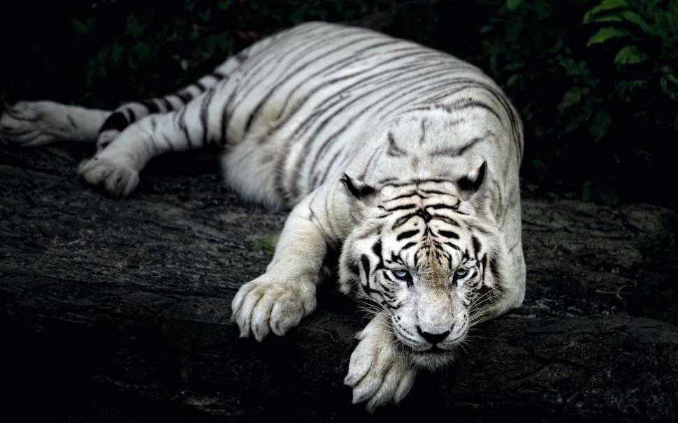 White tiger rest wallpaper,White HD wallpaper,Tiger HD wallpaper,Rest HD wallpaper,2560x1600 wallpaper