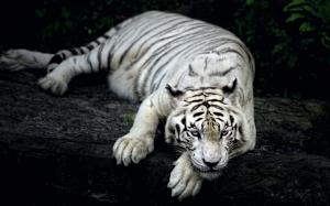 White tiger rest wallpaper thumb