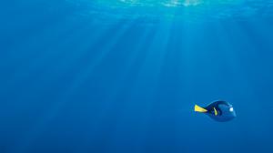2016 Finding Dory Movie wallpaper thumb