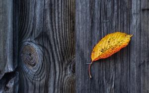 Nature, Wooden Surface, Wood, Texture, Pattern, Fall, Leaves wallpaper thumb
