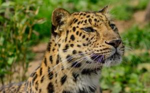 Amur leopard close-up, wild cat, predator wallpaper thumb