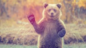 The Bear Says Hi wallpaper thumb