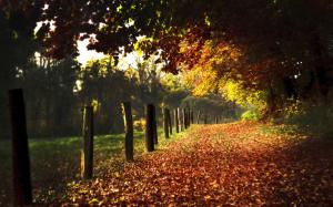Posts Leaves Autumn Trees Path Trail HD wallpaper thumb