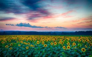 Sunflowers, field, summer wallpaper thumb