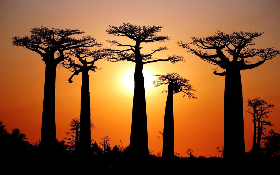 Many baobabs, sunset, Morondava, Madagascar wallpaper,Many HD wallpaper,Baobabs HD wallpaper,Sunset HD wallpaper,Morondava HD wallpaper,Madagascar HD wallpaper,2560x1600 wallpaper