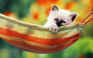 Cute white kitty, blue eyes, hammock wallpaper thumb