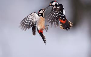 Great spotted woodpecker, two birds wallpaper thumb