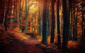 Autumn Forest Trees Leaves Yellow Orange Path Nature wallpaper thumb