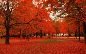 Red leaves autumn trees wallpaper thumb