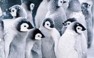 Cold Penguins  Photos HD wallpaper thumb