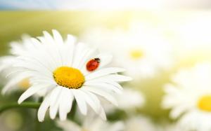 Ladybug On Sunflower  Picture wallpaper thumb
