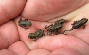 Frogs HD wallpaper thumb