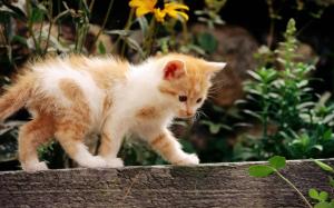 Cute kitten walking wallpaper thumb