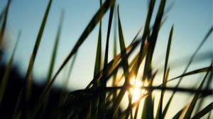 Grass Macro Sunlight HD wallpaper thumb