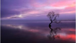 Lonely tree, reflected, water and sky line wallpaper thumb