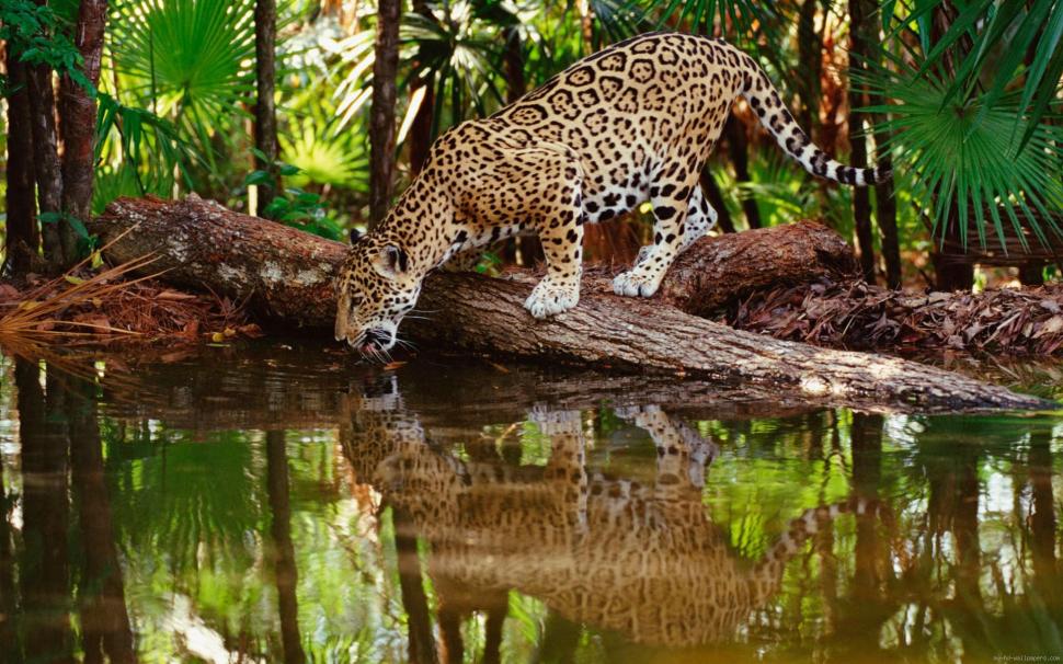 Leopard drinking in a stream wallpaper,leopard HD wallpaper,animal HD wallpaper,forest HD wallpaper,jungle HD wallpaper,stream HD wallpaper,1920x1200 wallpaper