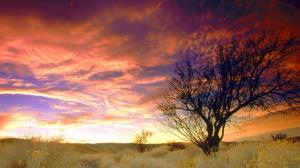 Gorgeous Sky Over Almond Tree In Cali wallpaper thumb