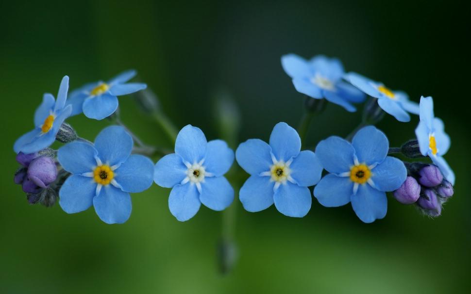 Forget-me-not, Flowers, Nature, Blue Flowers wallpaper,forget-me-not HD wallpaper,flowers HD wallpaper,nature HD wallpaper,blue flowers HD wallpaper,1920x1200 wallpaper