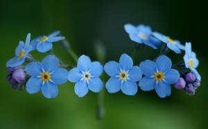 Forget-me-not, Flowers, Nature, Blue Flowers wallpaper thumb