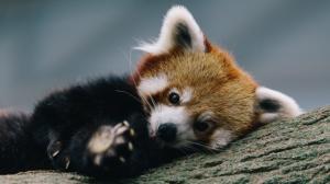 The red panda on tree wallpaper thumb