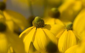Yellow Flower, Nature, Spring, Macro wallpaper thumb