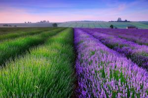 Lavender Field in England wallpaper thumb