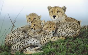 Cheetah family wallpaper thumb