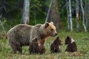 Brown bears family wallpaper thumb