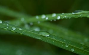 Water Drops Macro Grass HD wallpaper thumb