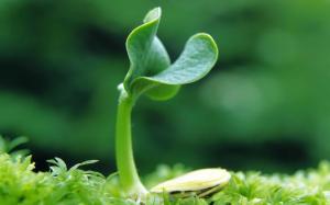 Growing Plant wallpaper thumb