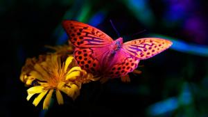 Bright Butterfly wallpaper thumb