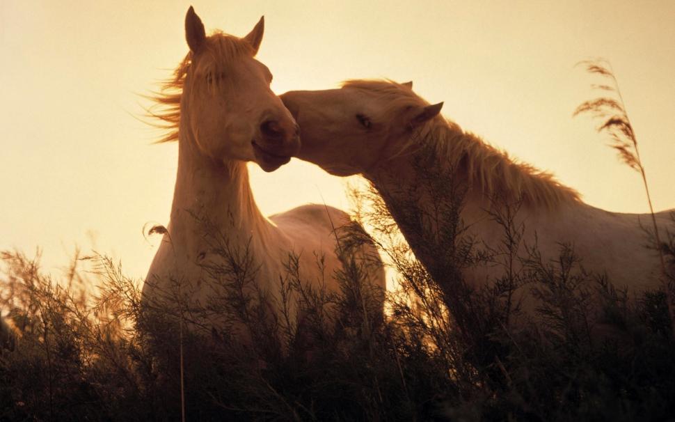 Two horses in love wallpaper,horses HD wallpaper,1920x1200 wallpaper
