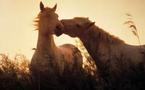 Two horses in love wallpaper thumb