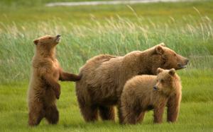 Three bears in the grass wallpaper thumb
