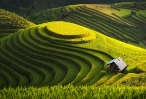 Green farm, Vietnam wallpaper thumb