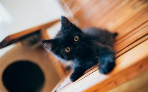 Lovely black kitten baby wallpaper thumb