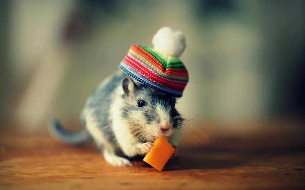 Mouse with hat wallpaper,mouse HD wallpaper,cheese HD wallpaper,hat HD wallpaper,1920x1200 wallpaper