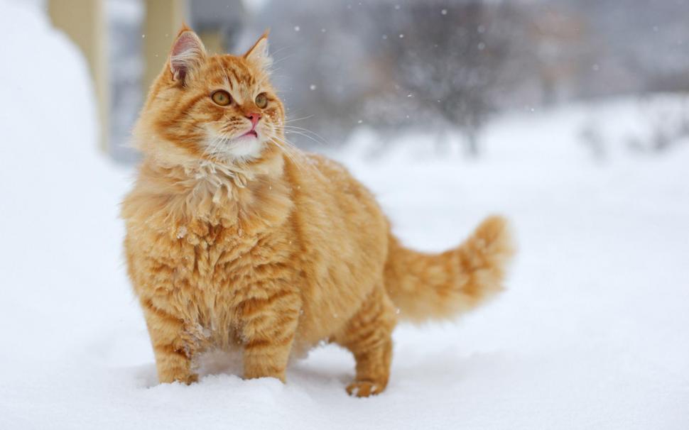 Red cat in the snow wallpaper,animals HD wallpaper,1920x1200 HD wallpaper,snow HD wallpaper,1920x1200 wallpaper