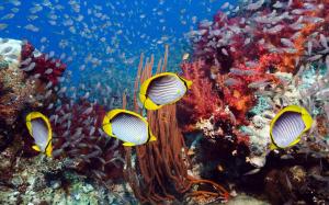 Coral Reef Yellow Fishes wallpaper thumb