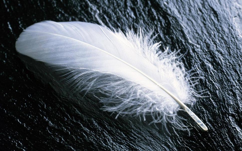 Feather wallpaper,feather HD wallpaper,widescreen HD wallpaper,Wallpaper HD wallpaper,image HD wallpaper,1920x1080 HD wallpaper,4k pics HD wallpaper,2880x1800 wallpaper
