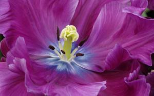 Close Up of a Purple Tulip wallpaper thumb