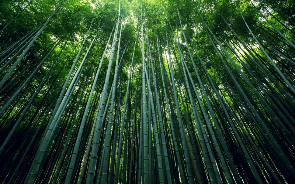 Bamboo Forest HD wallpaper,nature HD wallpaper,landscape HD wallpaper,forest HD wallpaper,bamboo HD wallpaper,2560x1600 wallpaper