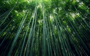 Bamboo Forest HD wallpaper thumb
