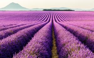 Valensole, Provence, France, purple flowers, lavender field wallpaper thumb
