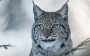 Lynx, wild cat, predator wallpaper thumb