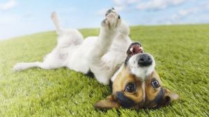 Funny Terrier wallpaper thumb