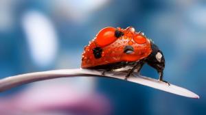 Macro insects, ladybug, dew drops wallpaper thumb