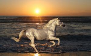 Horse Sunset Beach HD wallpaper thumb